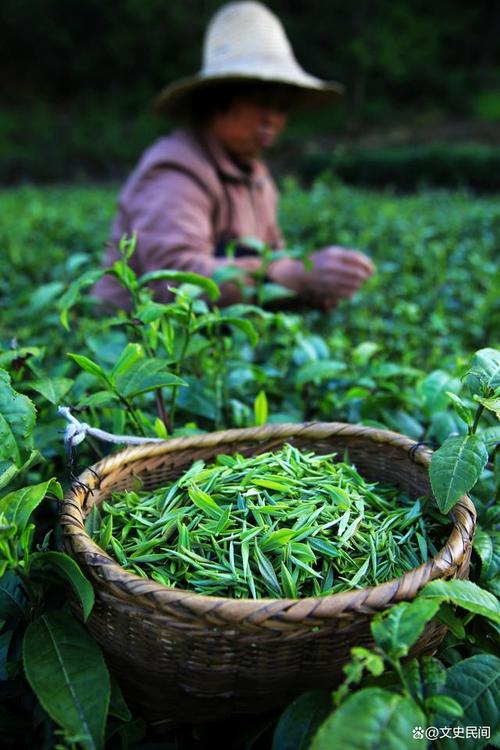 茶叶作为当今世界三大饮料作物之一,受到世界的关注.